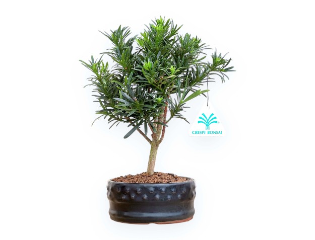 Podocarpus Macrophylla - Podokarp - 25 cm