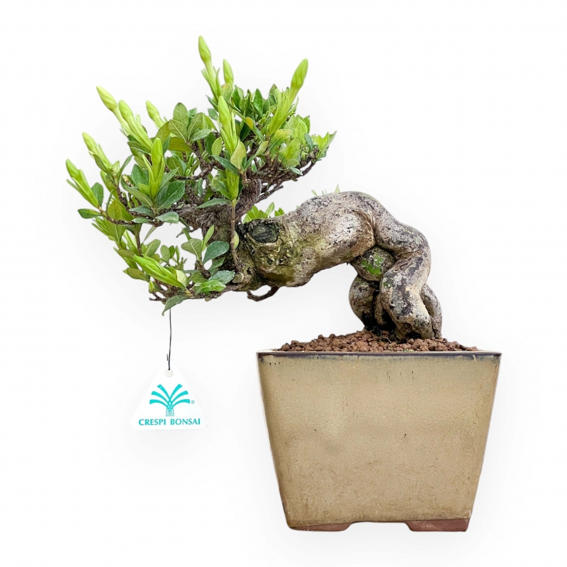 Gardenia Jasminoides - Gardenia - 29 cm