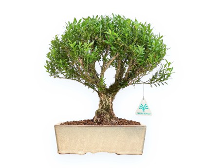 Buxus Harlandii - Buis - 34 cm
