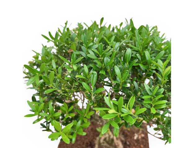Buxus Harlandii - Bosso - 34 cm 2