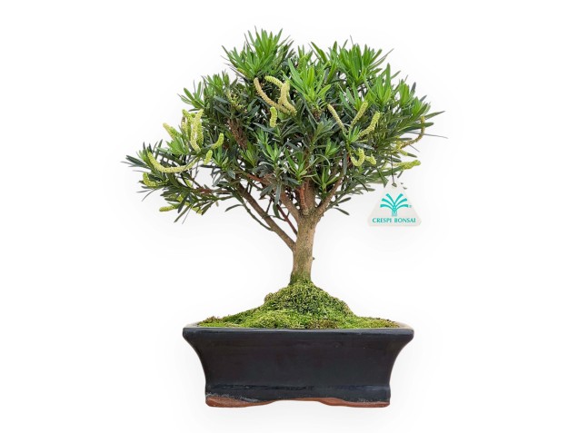 Podocarpus Macrophylla - Podocarp - 33 cm