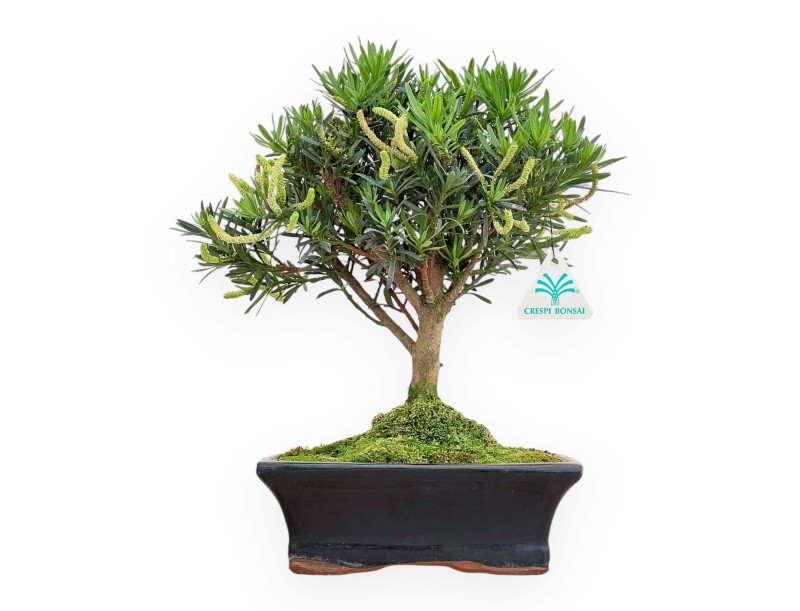 Podocarpus Macrophylla - Podocarp - 33 cm
