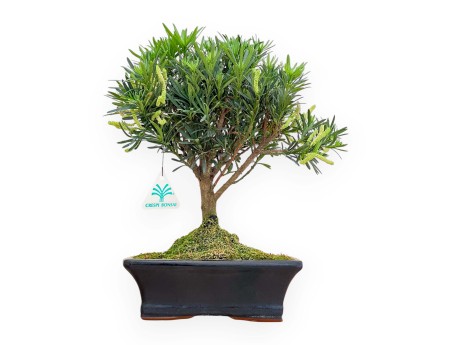 Podocarpus Macrophylla - Podocarp - 33 cm