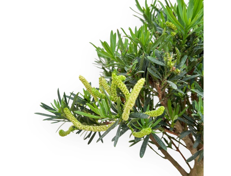Podocarpus Macrophylla - Podokarp - 33 cm