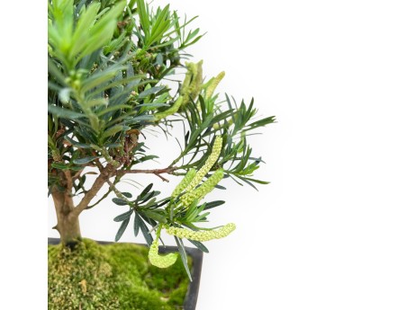 Podocarpus Macrophylla - Podocarp - 33 cm