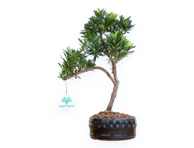Podocarpus Macrophylla - Podocarpo - 34 cm
