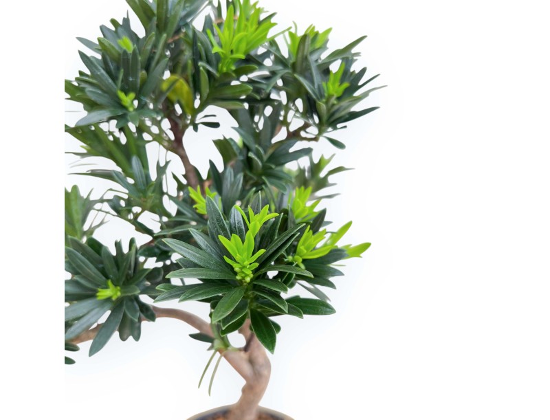 Podocarpus Macrophylla - Podokarp - 34 cm