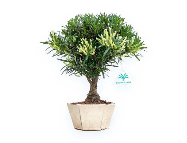 Podocarpus Macrophylla - Podocarp - 29 cm