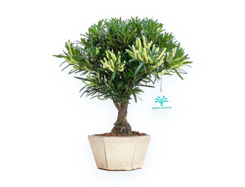 Podocarpus Macrophylla - Podocarpo - 29 cm