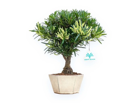 Podocarpus Macrophylla - Podokarp - 29 cm