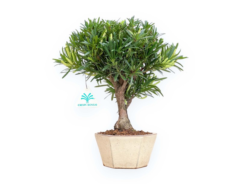 Podocarpus Macrophylla - Podocarpe - 29 cm