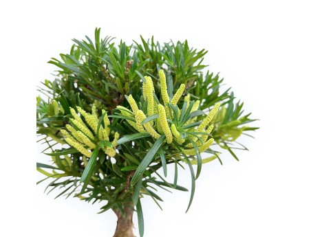 Podocarpus Macrophylla - Podocarpe - 29 cm