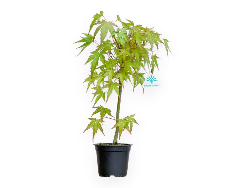 Acer à partir de graines - Érable - 41 cm