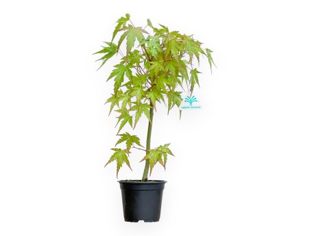 Acer da seme - Acero - 41 cm