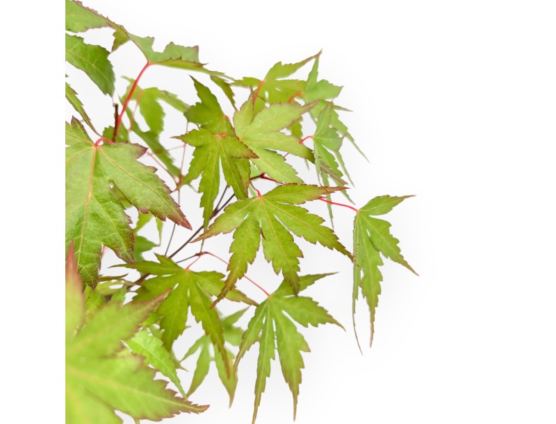 Acer de semilla - Arce - 41 cm