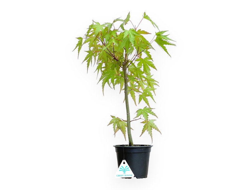 Acer de semilla - Arce - 41 cm
