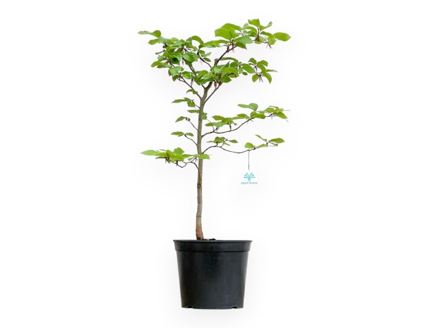 Fagus - Faggio - 65 cm
