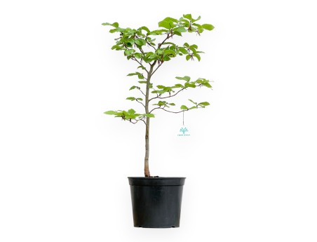 Fagus - Buche - 65 cm