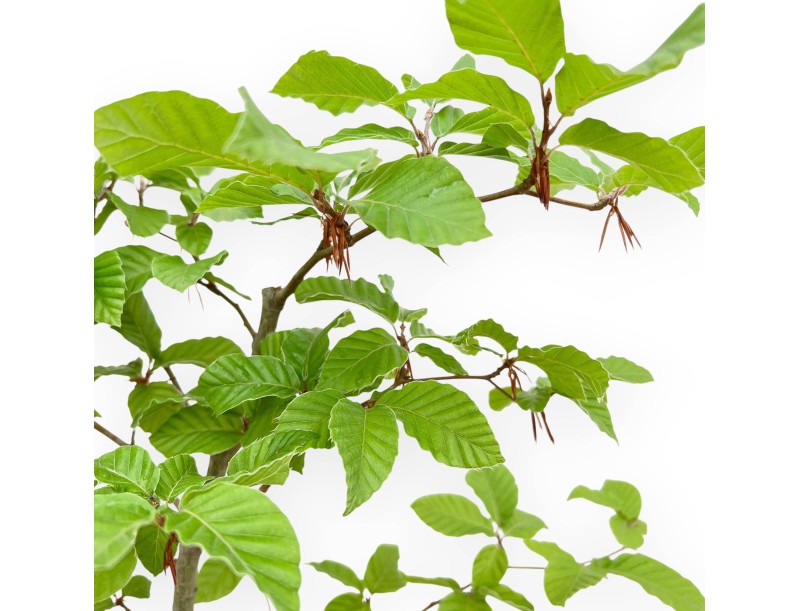 Fagus - Beech - 65 cm
