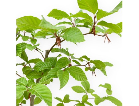 Fagus - Faggio - 65 cm