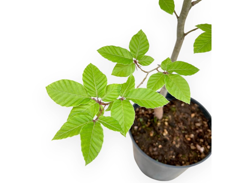Fagus - Beuk - 65 cm