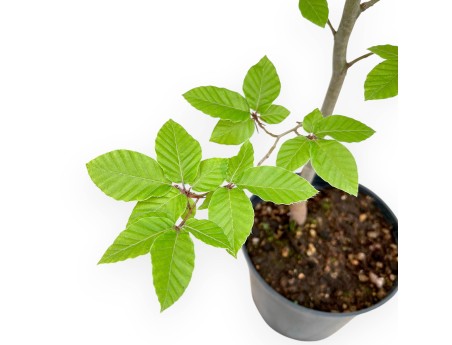 Fagus - Beuk - 65 cm