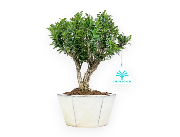 Buxus - Bosso - 24 cm