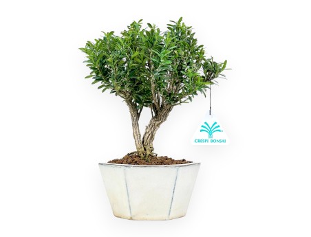 Buxus - Buchsbaum - 24 cm