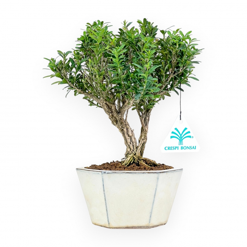 Buxus - Buxus - 24 cm