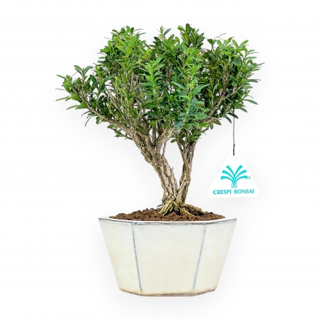 Buxus - Bosso - 24 cm