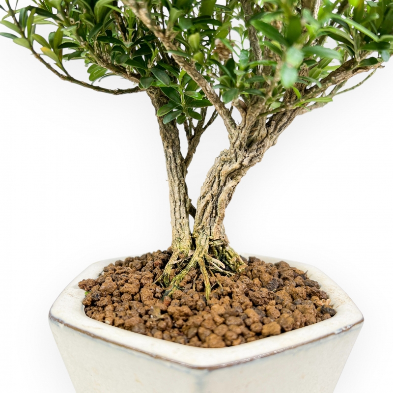 Buxus - Buchsbaum - 24 cm