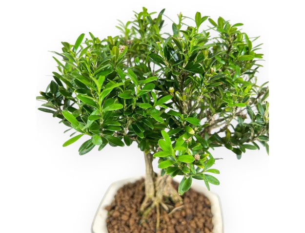 Buxus - Buxus - 24 cm 2