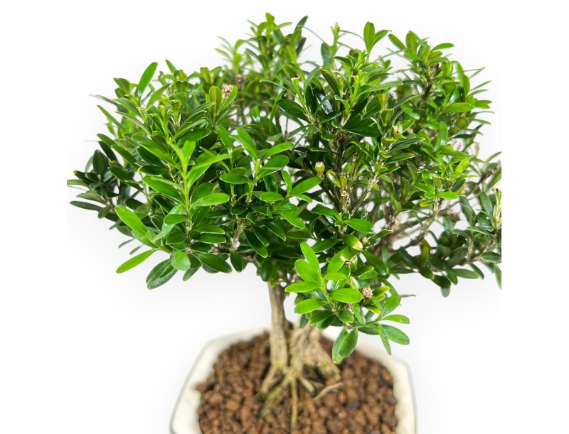Buxus - Bosso - 24 cm