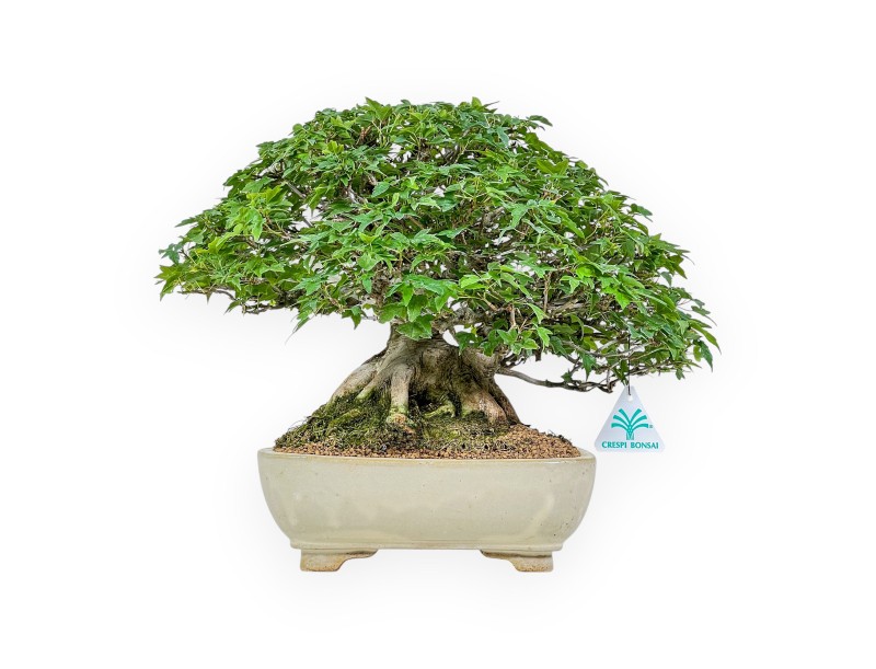Acer Buergerianum - Ahorne - 30 cm