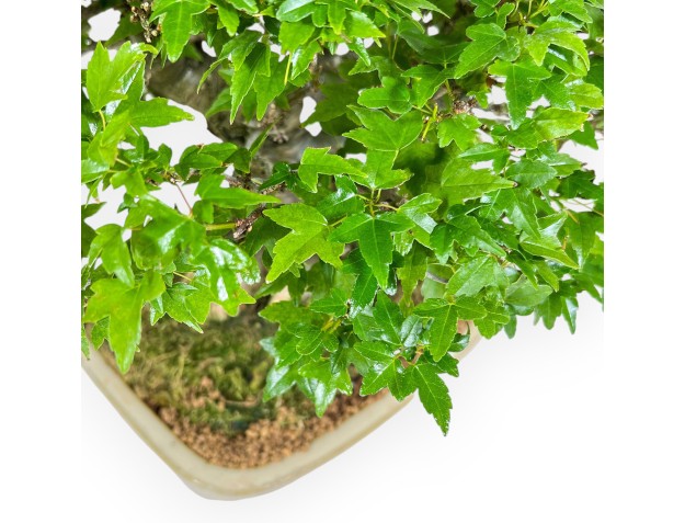 Acer Buergerianum - Érable - 30 cm 2