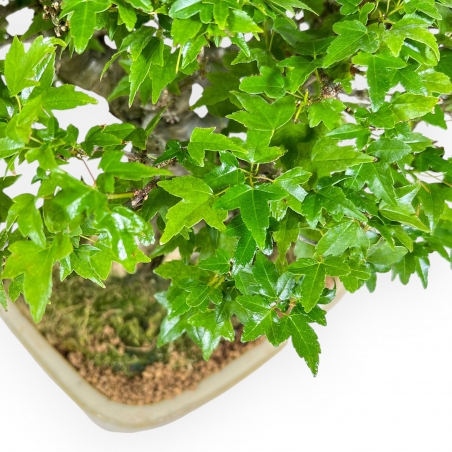 Acer Buergerianum - Esdoorn - 30 cm