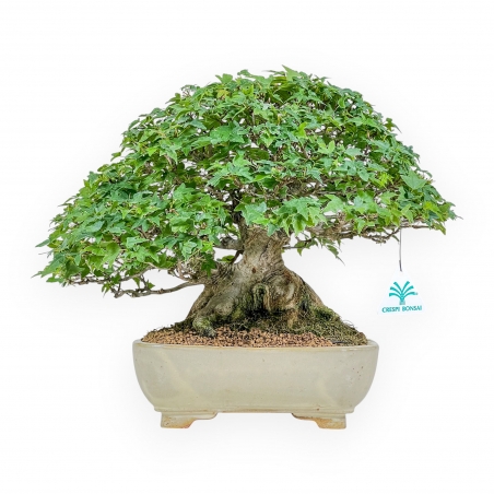 Acer Buergerianum - Érable - 30 cm