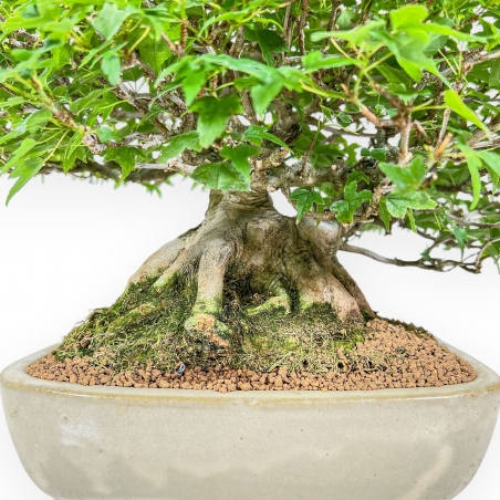 Acer Buergerianum - Ahorne - 30 cm