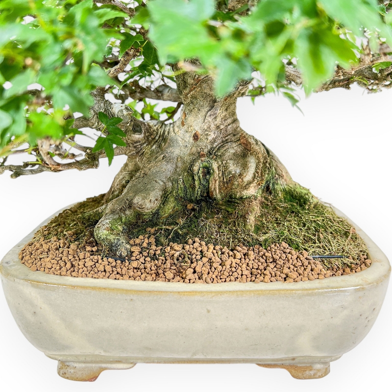 Acer Buergerianum - Érable - 30 cm