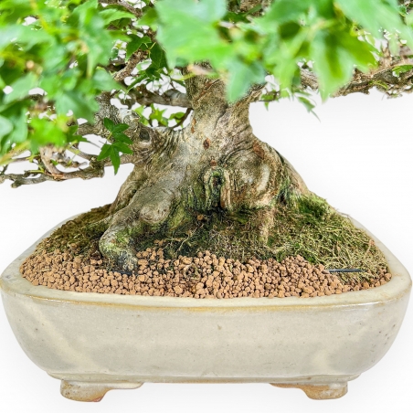 Acer Buergerianum - Arce - 30 cm