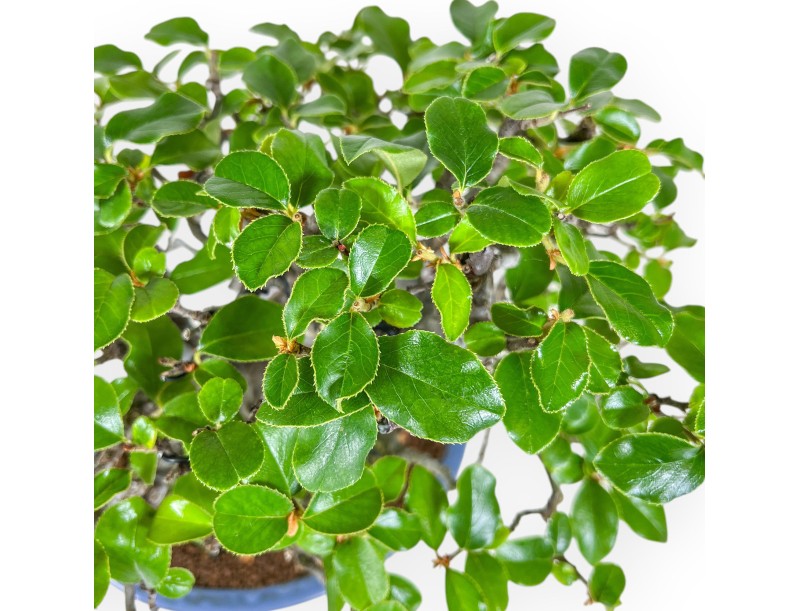 Pseudocydonia Chinensis - Apple Tree - 29 cm