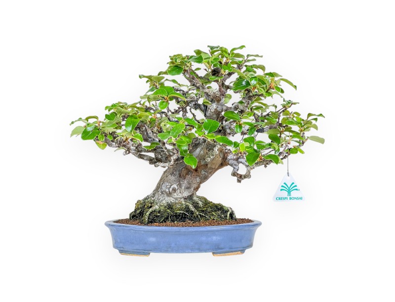 Pseudocydonia Chinensis - Cognassier - 29 cm