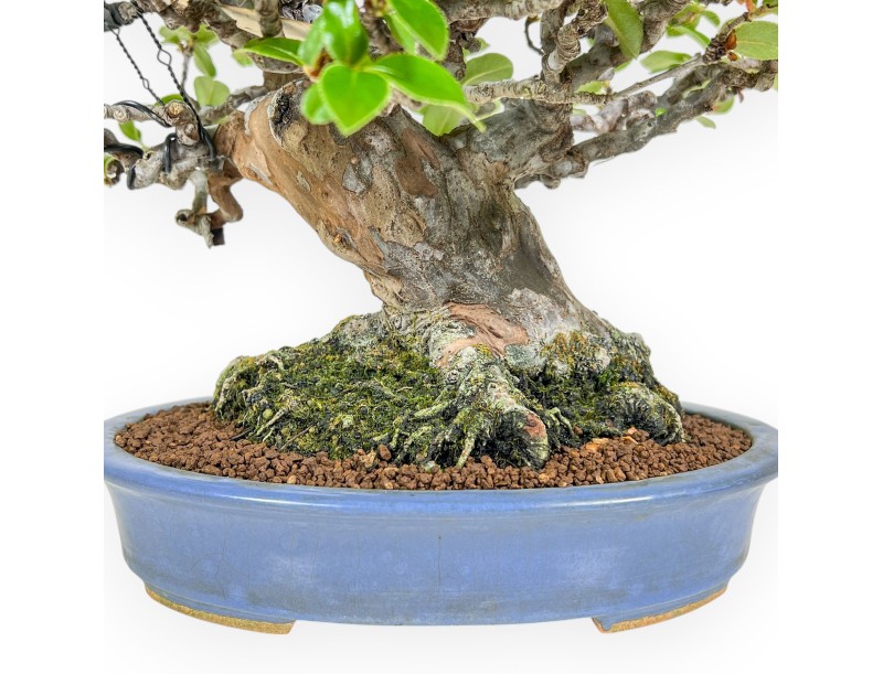 Pseudocydonia Chinensis - Apple Tree - 29 cm
