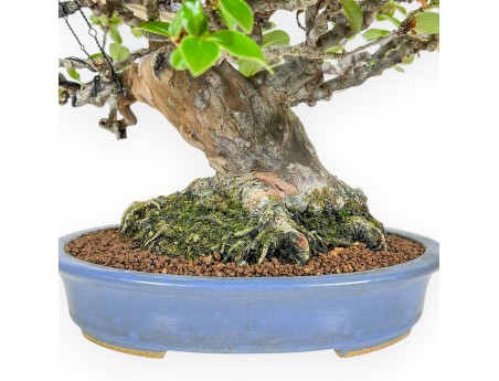 Pseudocydonia Chinensis - Apple Tree - 29 cm
