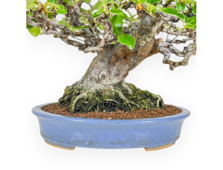Pseudocydonia Chinensis - Apple Tree - 29 cm