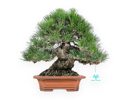 Pinus Thunbergii - Pino Nero - 33 cm
