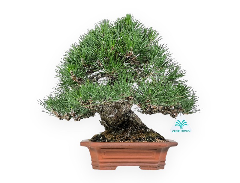 Pinus Thunbergii - Black Pine - 33 cm