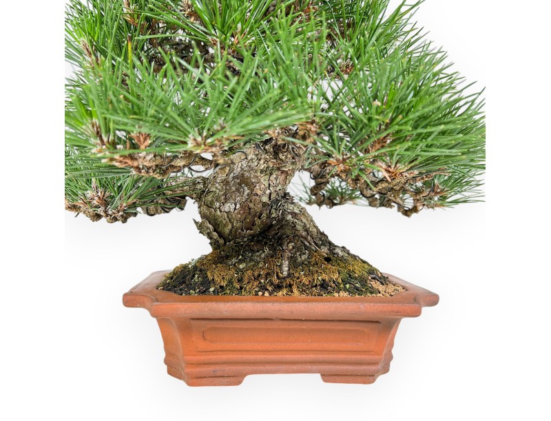 Pinus Thunbergii - Black Pine - 33 cm