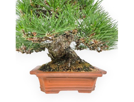 Pinus Thunbergii - Pino Nero - 33 cm