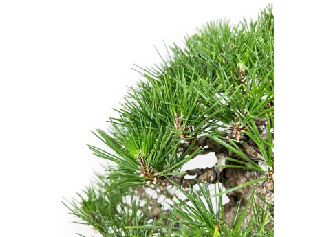 Pinus Thunbergii - Pino Negro - 33 cm